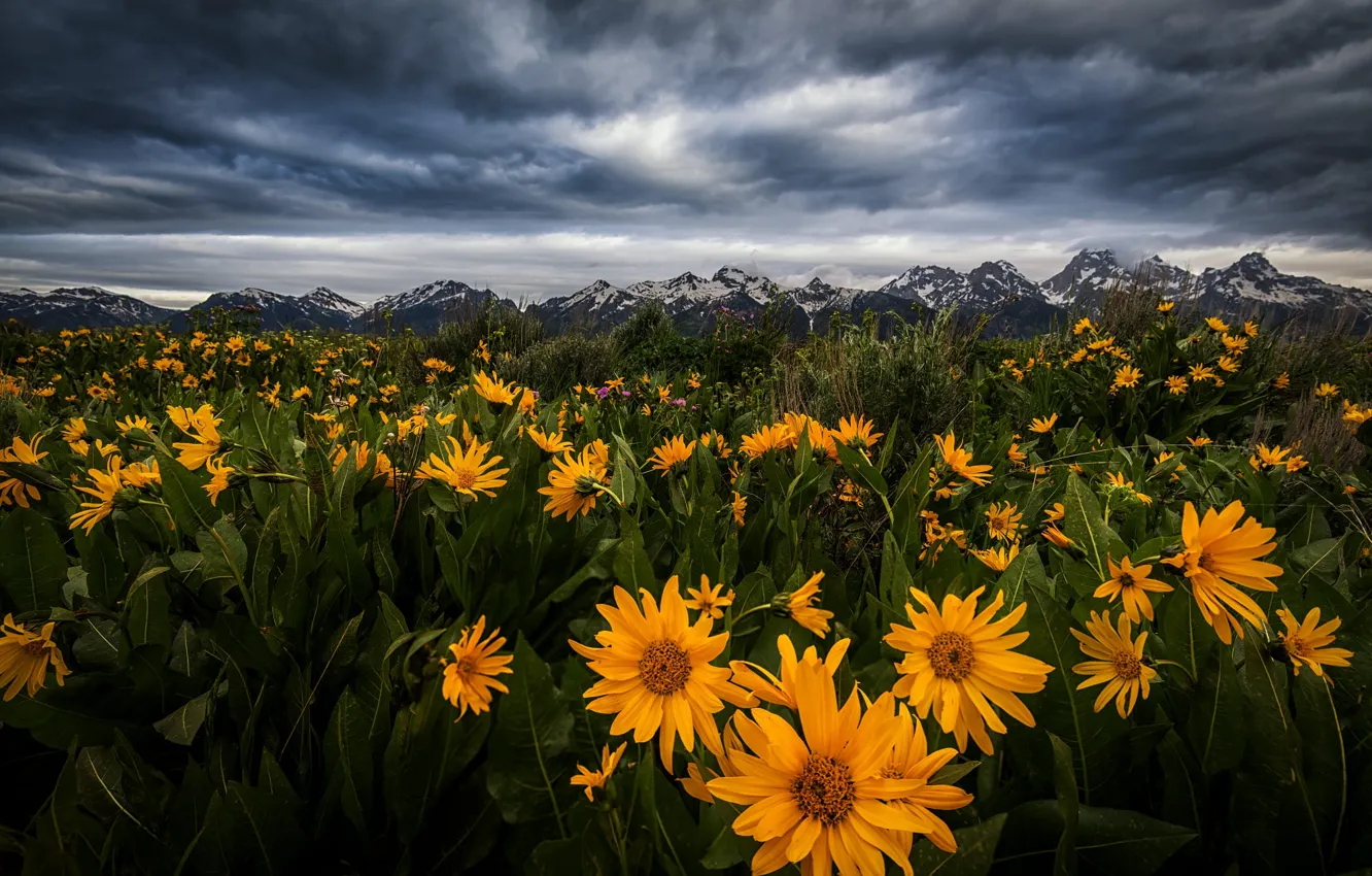 Photo wallpaper landscape, flowers, mountains, clouds, nature, meadow, Wyoming, USA