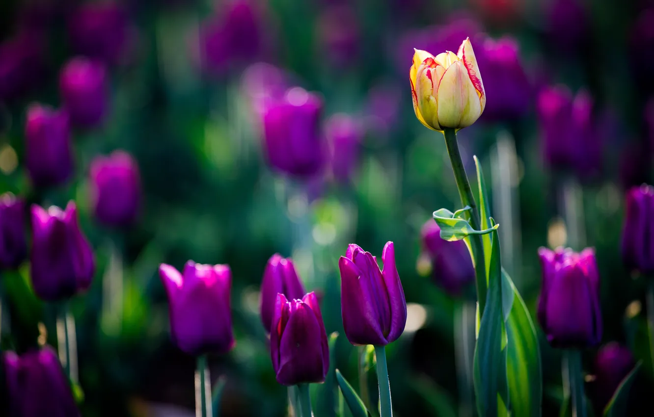 Photo wallpaper purple, flowers, yellow, the dark background, glade, bright, spring, garden
