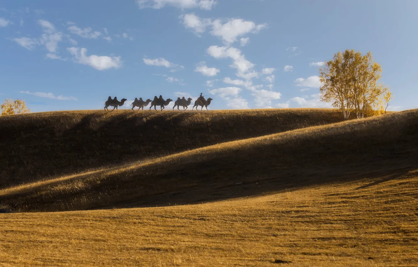 Photo wallpaper field, trees, hills, camel