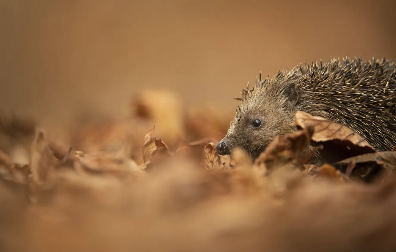 Photo wallpaper look, hedgehog, background, nature, profile, leaves, bokeh, muzzle