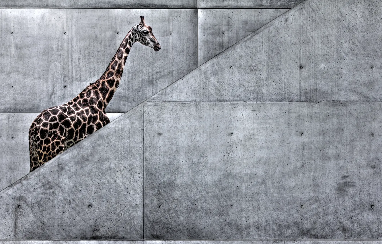 Photo wallpaper animals, nature, metro, art, giraffe, ladder, Africa, giraffe goes