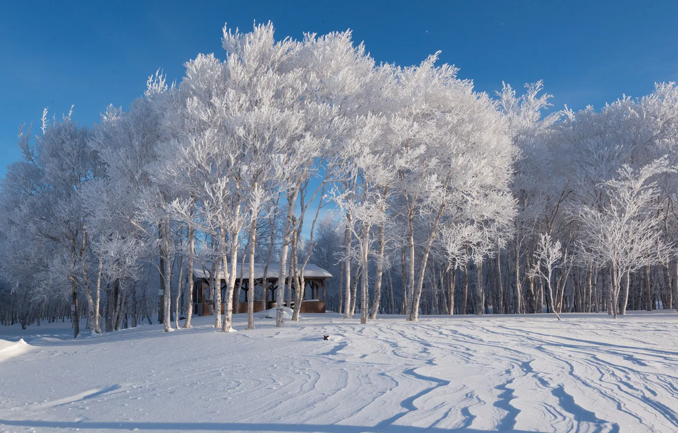 Photo wallpaper winter, frost, field, forest, light, snow, trees, nature