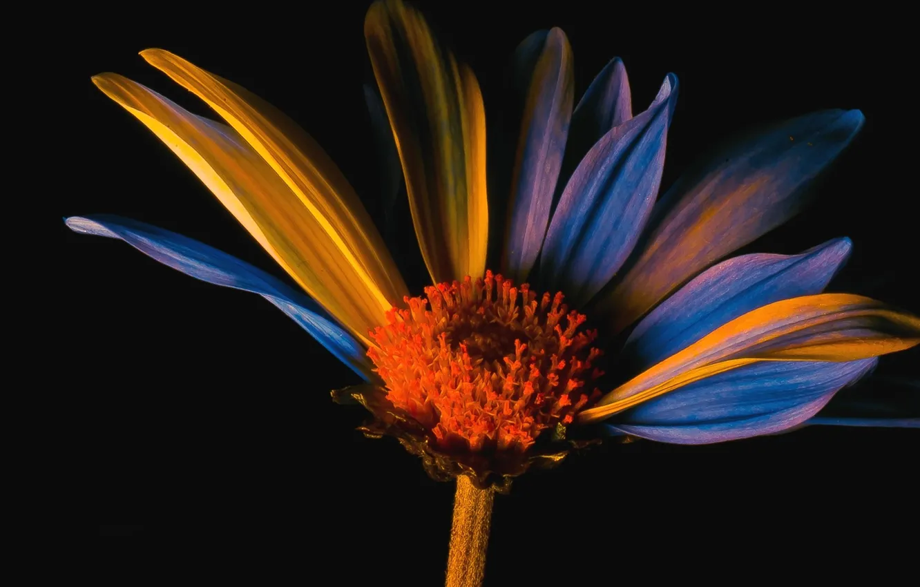 Photo wallpaper flower, light, background, petals, stem