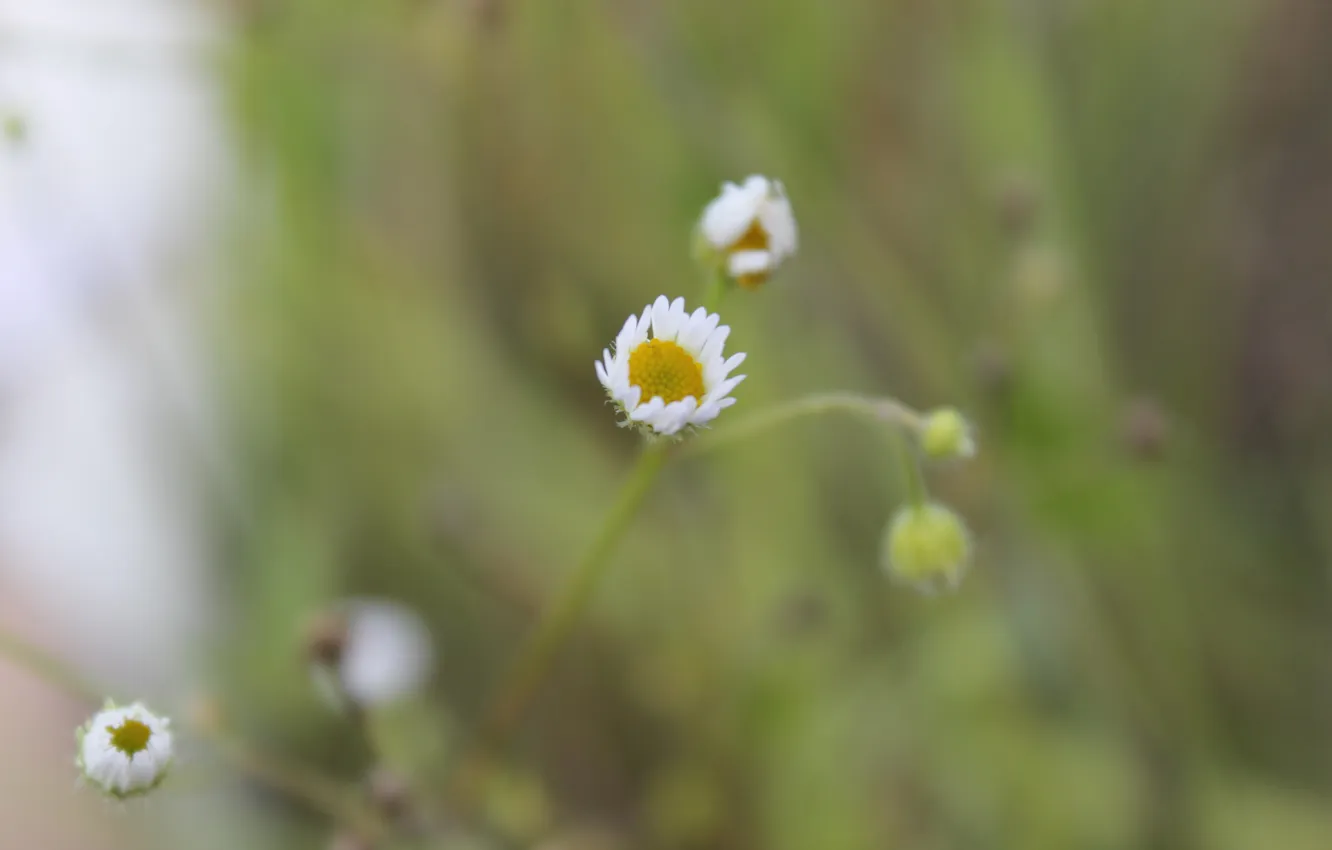 Photo wallpaper field, macro, flowers, nature
