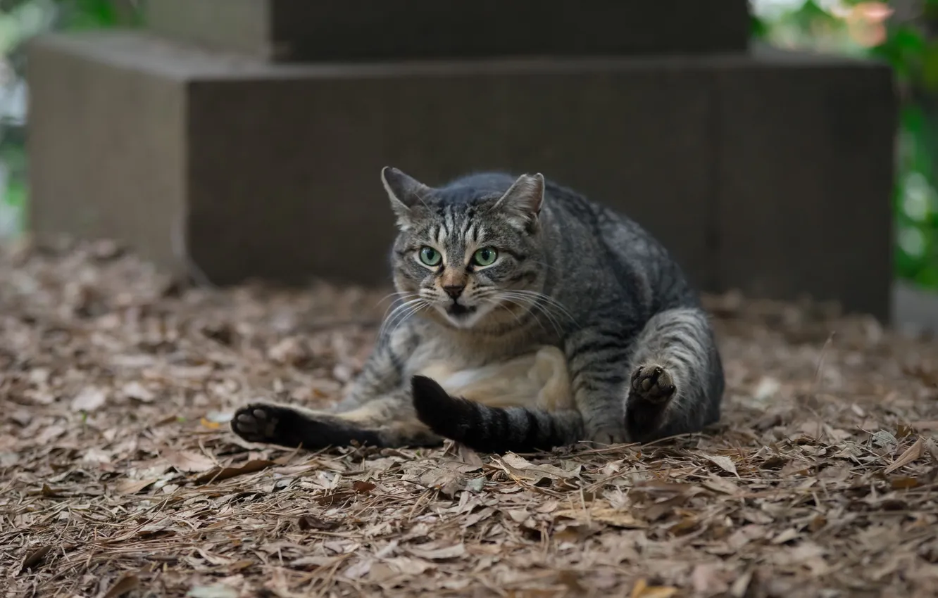 Photo wallpaper cat, face, Koshak, Tomcat