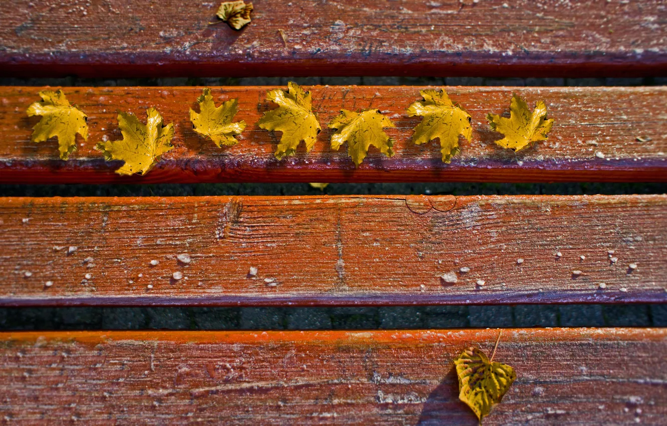 Photo wallpaper autumn, leaves, macro, mood, mood, photos, autumn Wallpaper