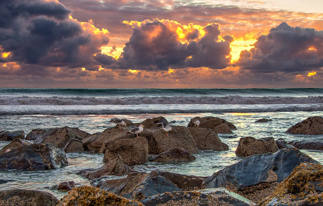 Photo wallpaper sea, wave, sunset, stones, seagulls