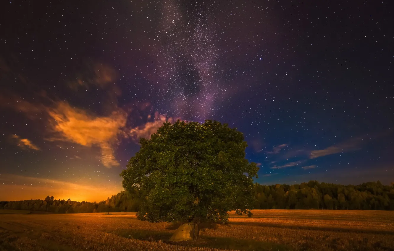 Photo wallpaper field, trees, night