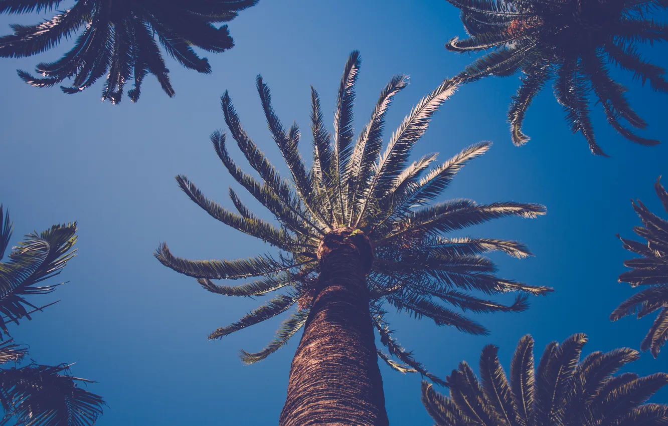 Photo wallpaper the sky, leaves, palm trees, blue