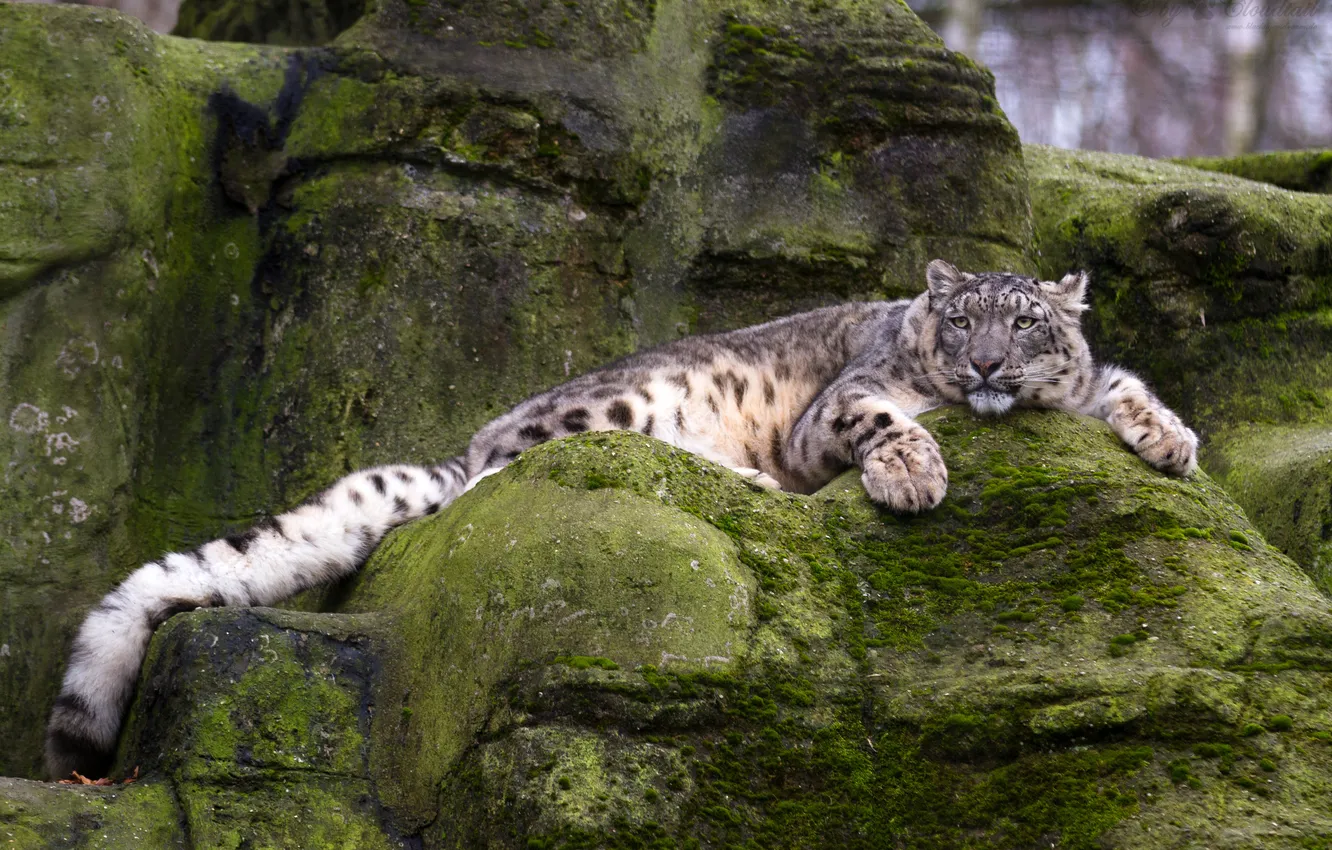 Photo wallpaper cat, stones, stay, moss, IRBIS, snow leopard