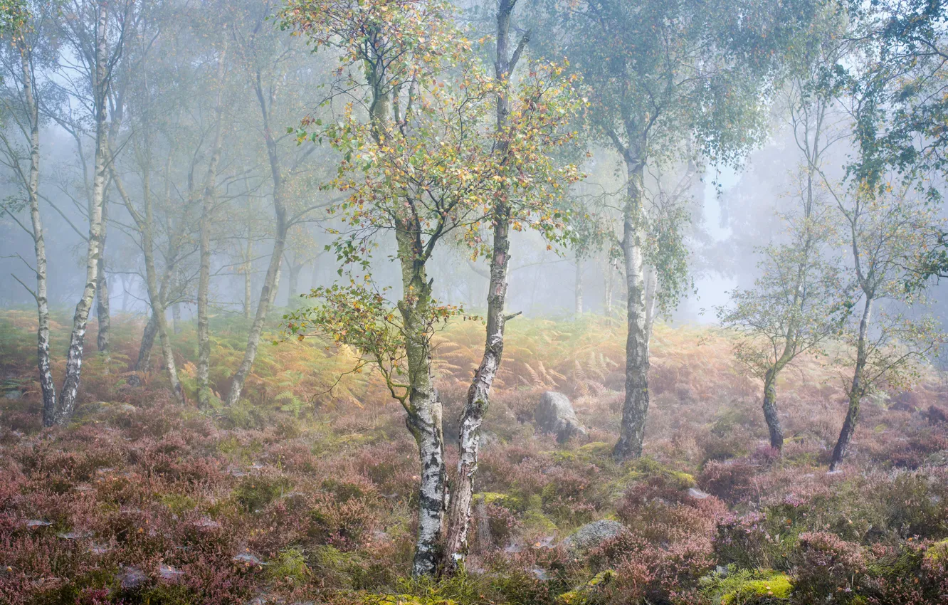 Photo wallpaper autumn, fog, birch