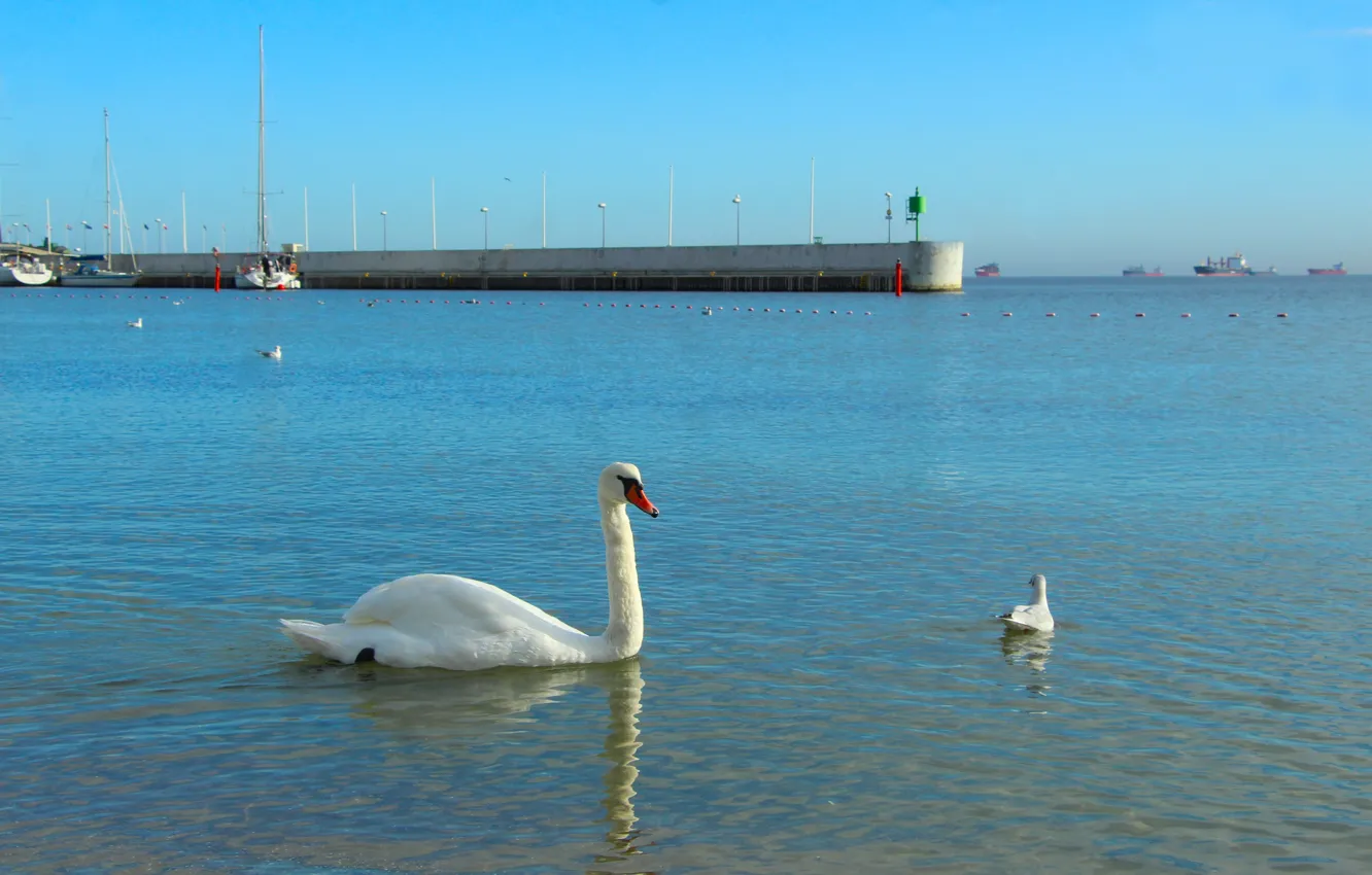 Photo wallpaper swan, sea, bird