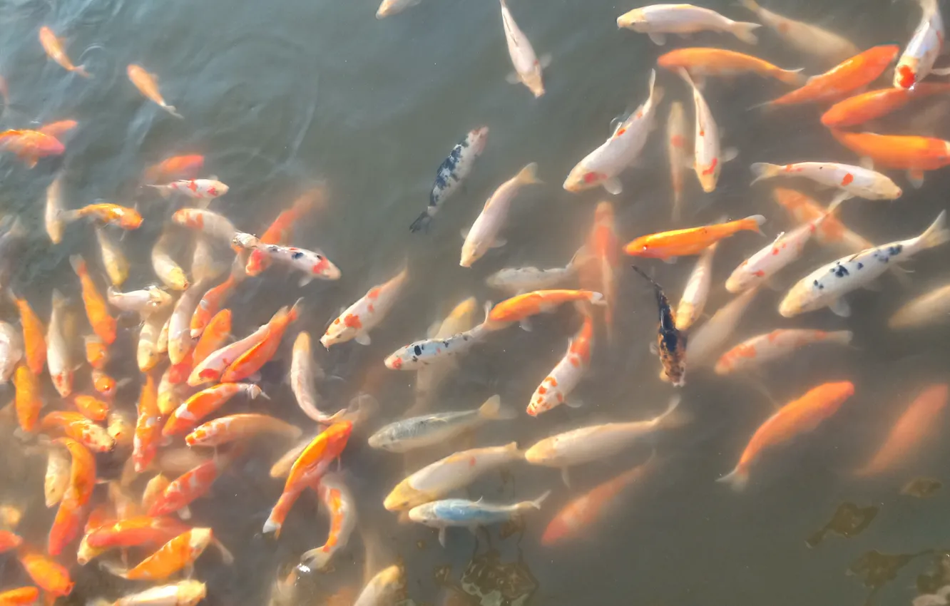 Photo wallpaper pond, fish, carp