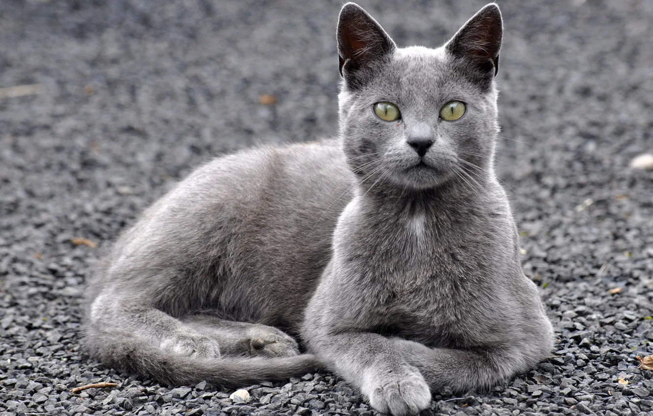 Photo wallpaper eyes, cat, look, Koshak, Tomcat