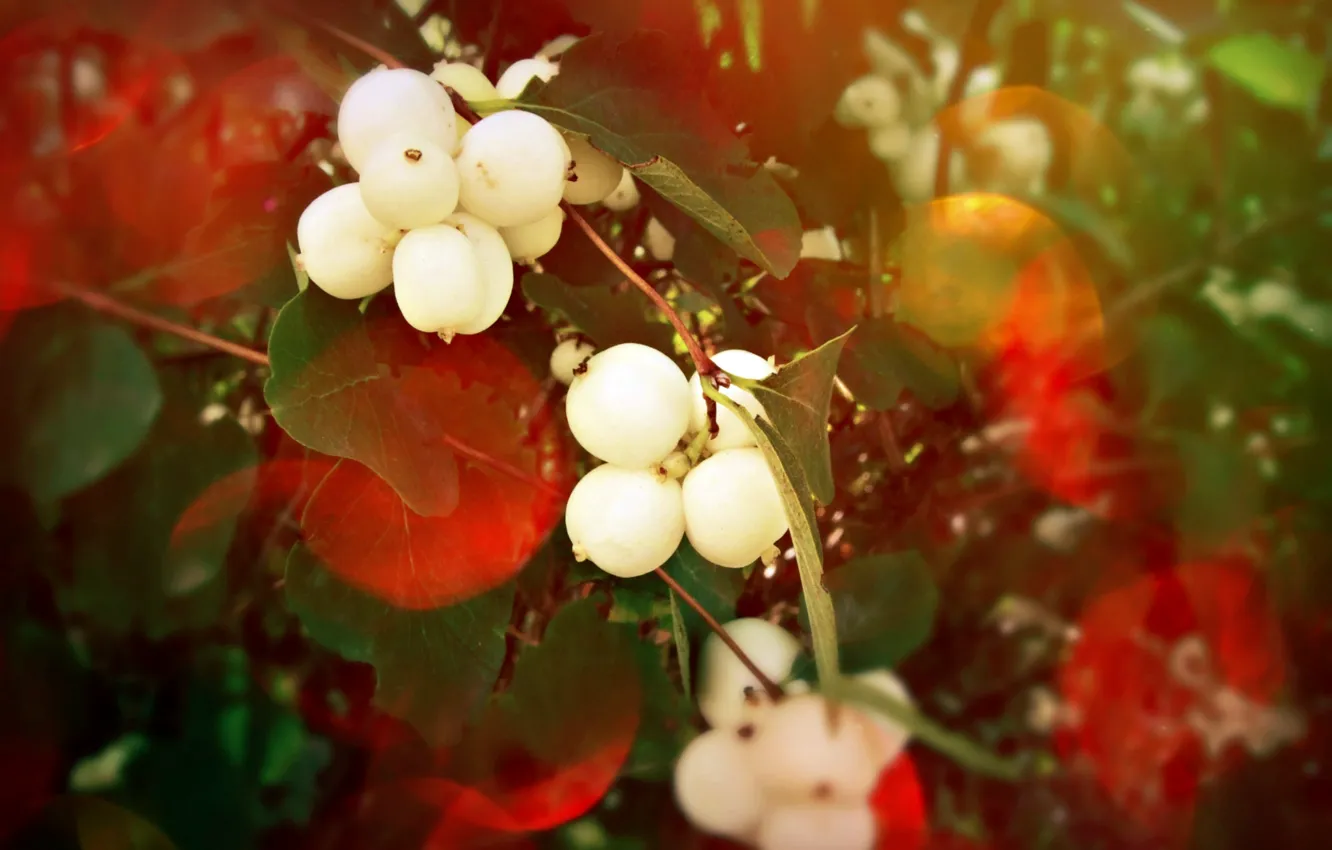 Photo wallpaper red, glare, berries, Bush, the snowberry