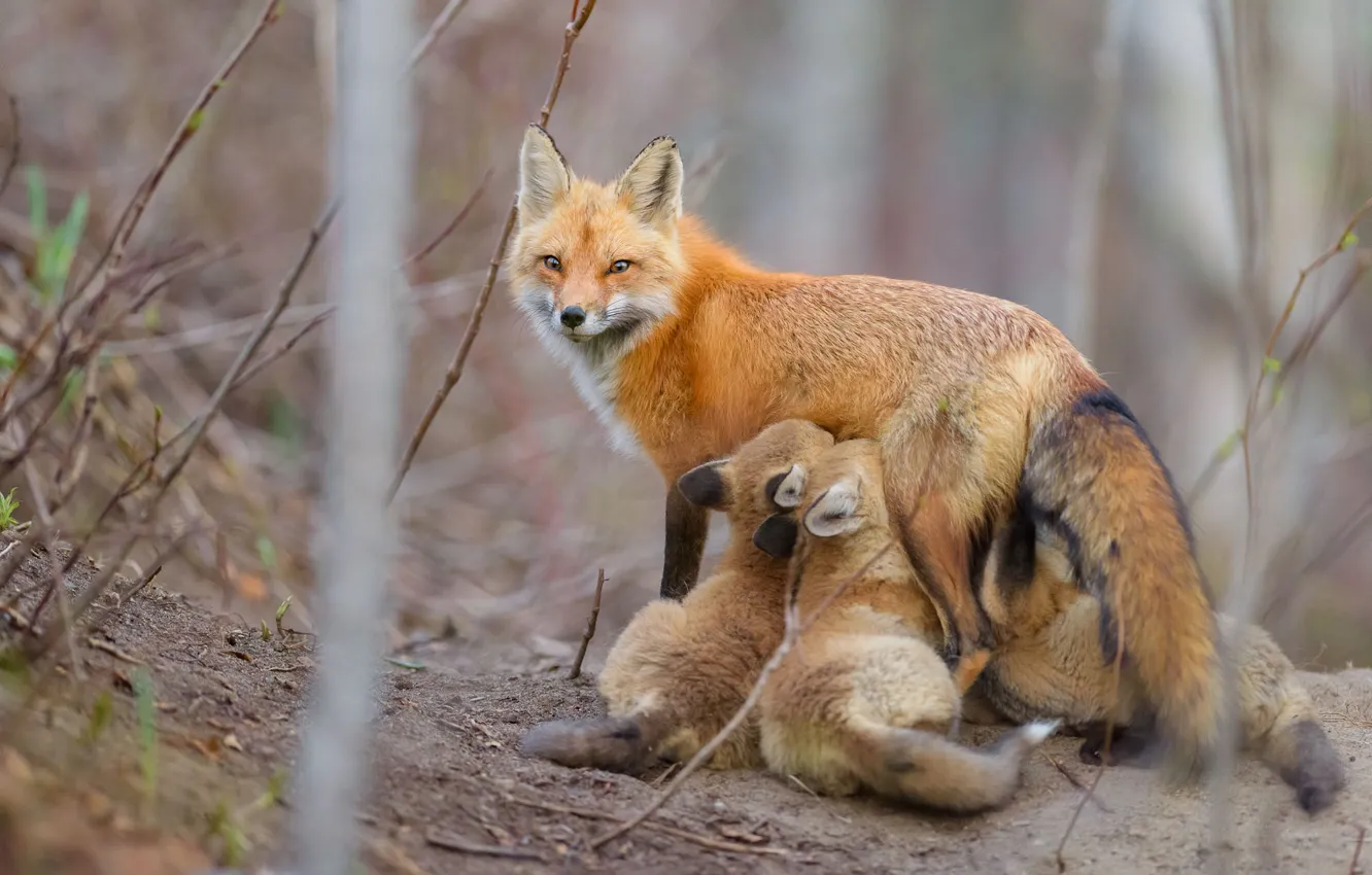 Photo wallpaper Fox, cubs, breastfeeding