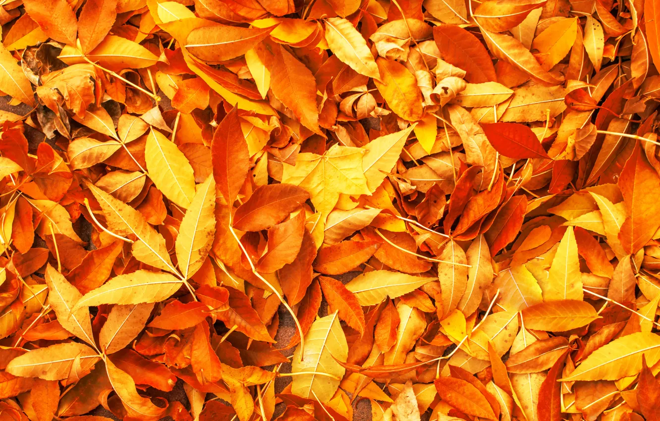 Photo wallpaper autumn, leaves, yellow, background, colorful, yellow, background, autumn