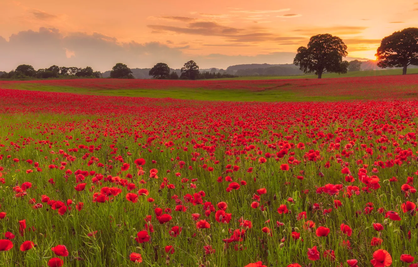 Photo wallpaper field, trees, sunset, flowers, Maki, meadow