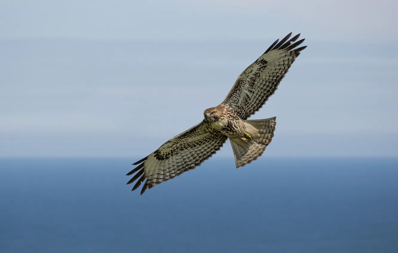 Photo wallpaper sky, pacific ocean, flight, red-tailed hawl