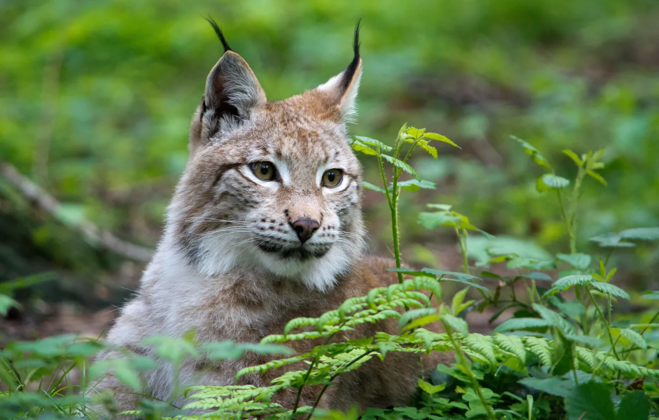 Photo wallpaper cat, grass, face, lynx