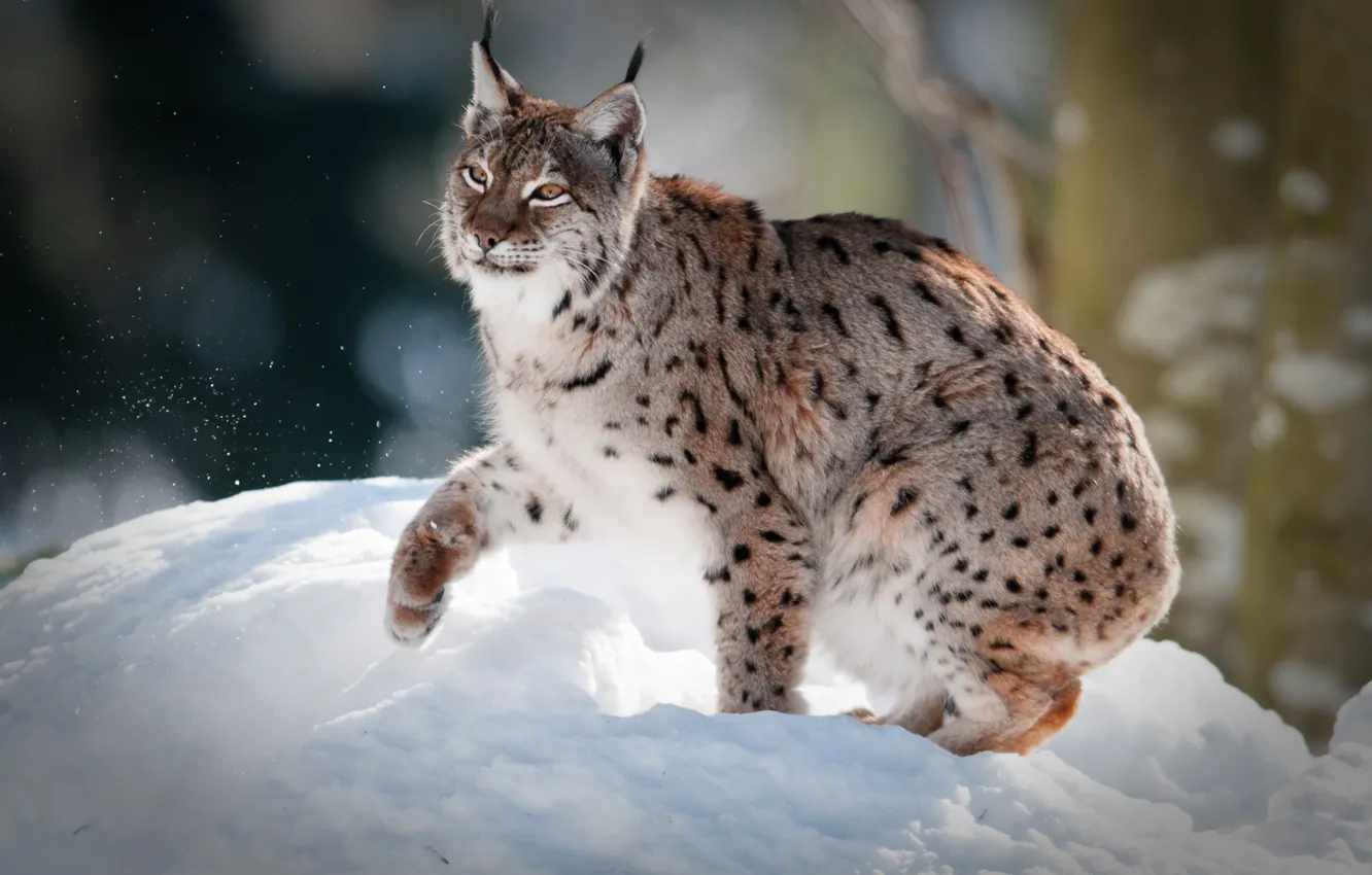 Photo wallpaper winter, snow, pose, the snow, lynx