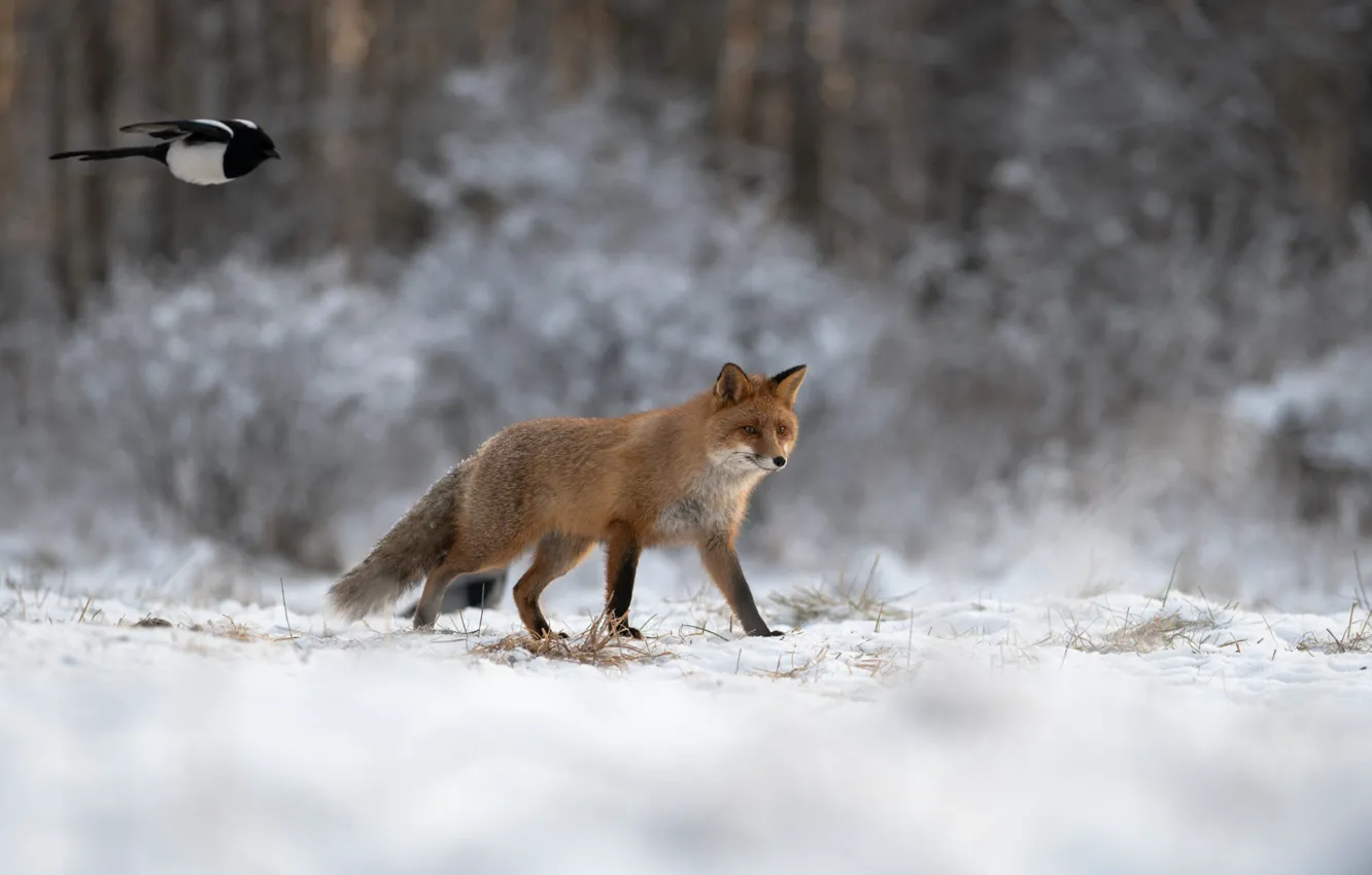 Photo wallpaper winter, frost, forest, look, snow, trees, flight, nature