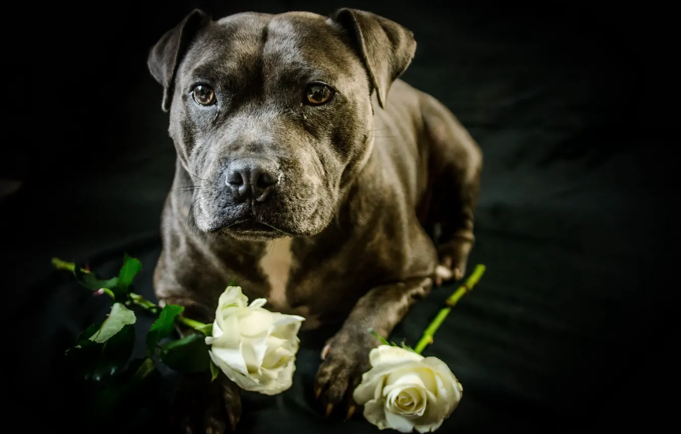 Photo wallpaper each, roses, dog