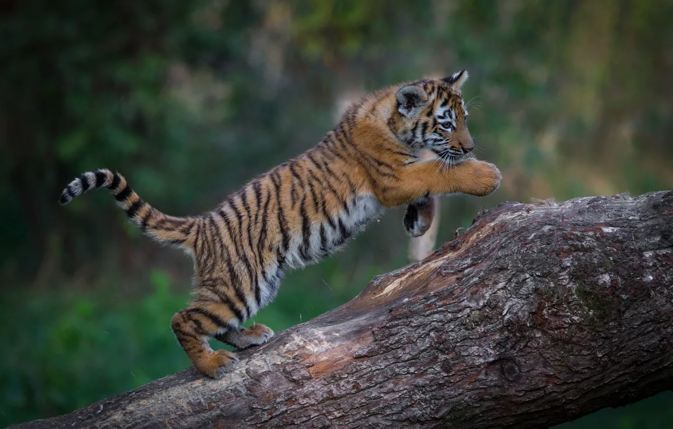 Photo wallpaper pose, jump, log, tiger