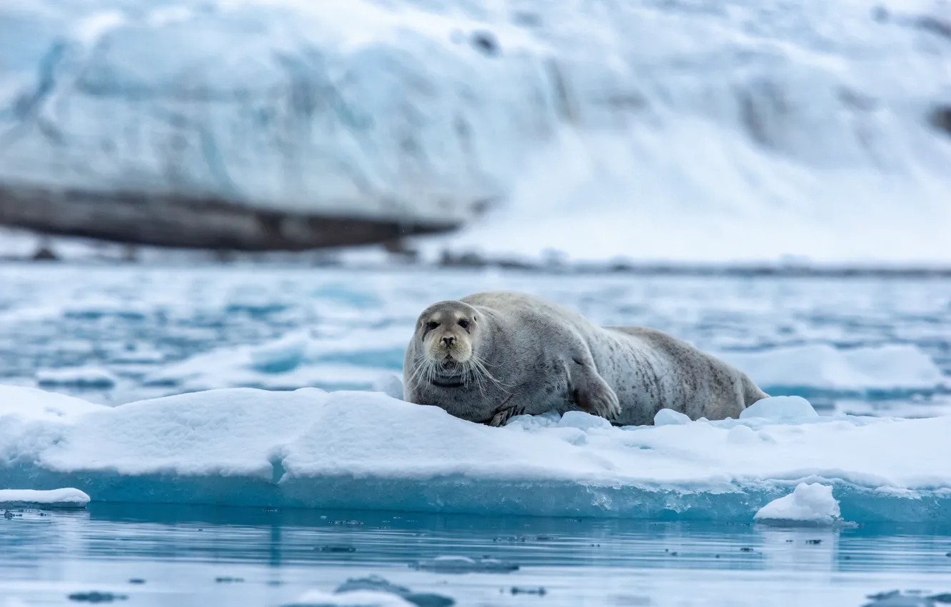 Photo wallpaper winter, look, face, snow, shore, seal, ice, large