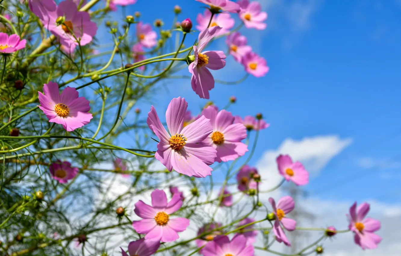 Photo wallpaper flowers, garden, pink, bokeh, blue sky, cosmos