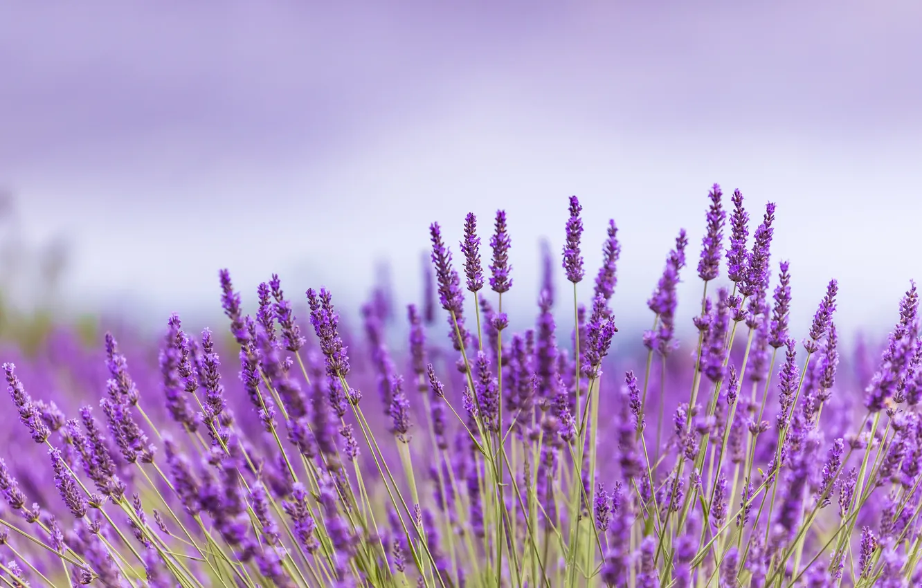 Photo wallpaper summer, flowers, lavender