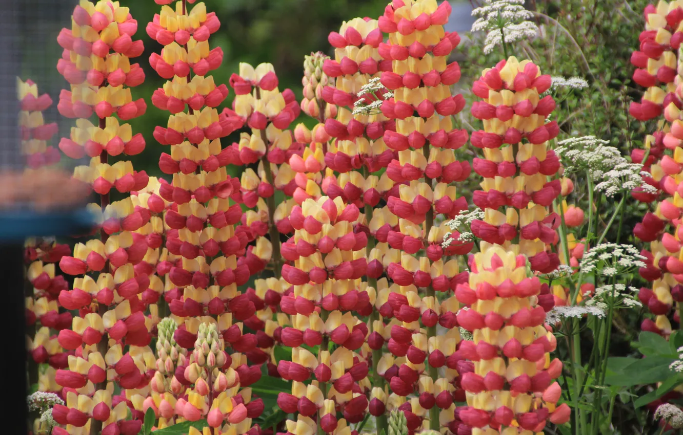 Photo wallpaper summer, flowers, garden, the bushes, two-tone, salmon, inflorescence, lupins