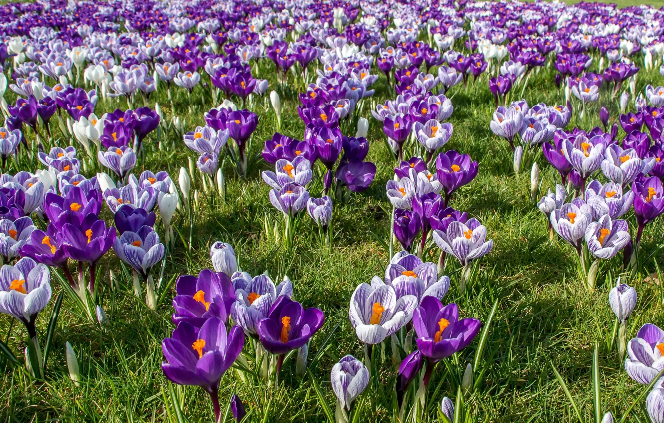 Photo wallpaper spring, crocuses, saffron