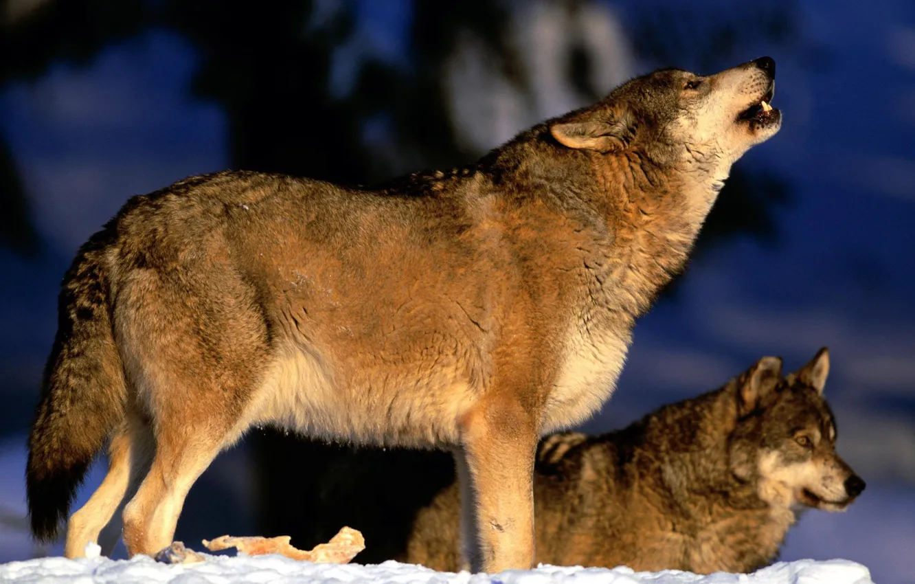 Photo wallpaper wolf, pack, howl