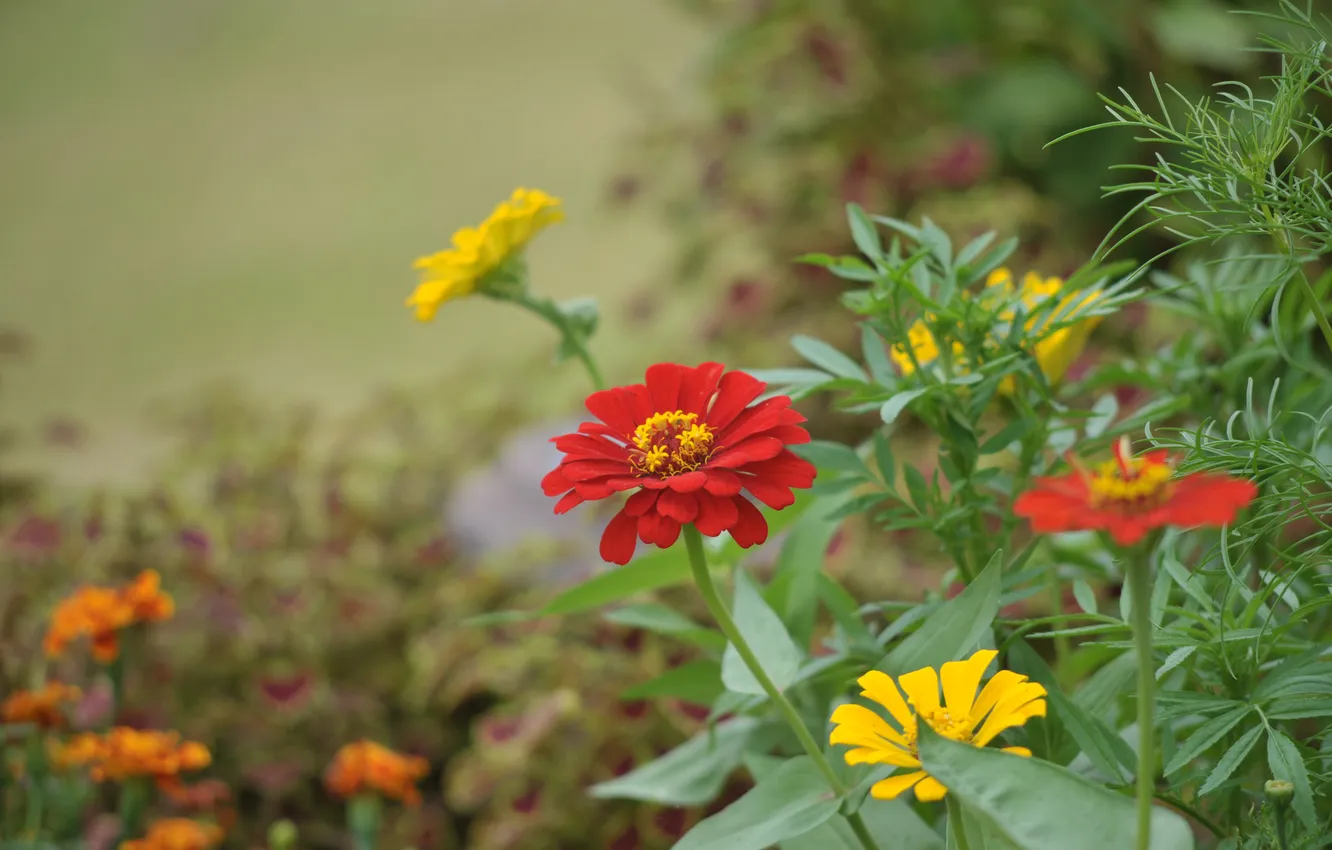 Photo wallpaper grass, leaves, flowers, Park, petals, garden, meadow