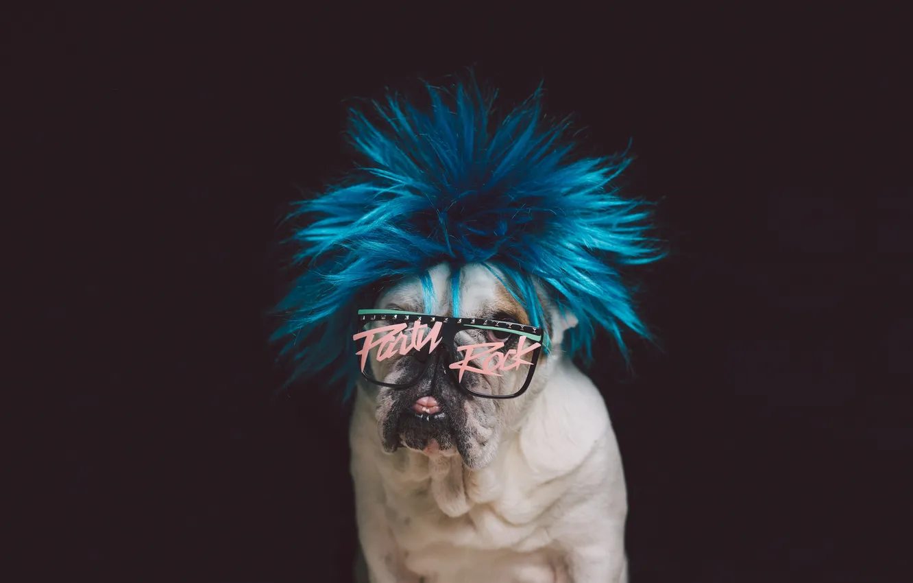 Photo wallpaper look, each, punk, dog