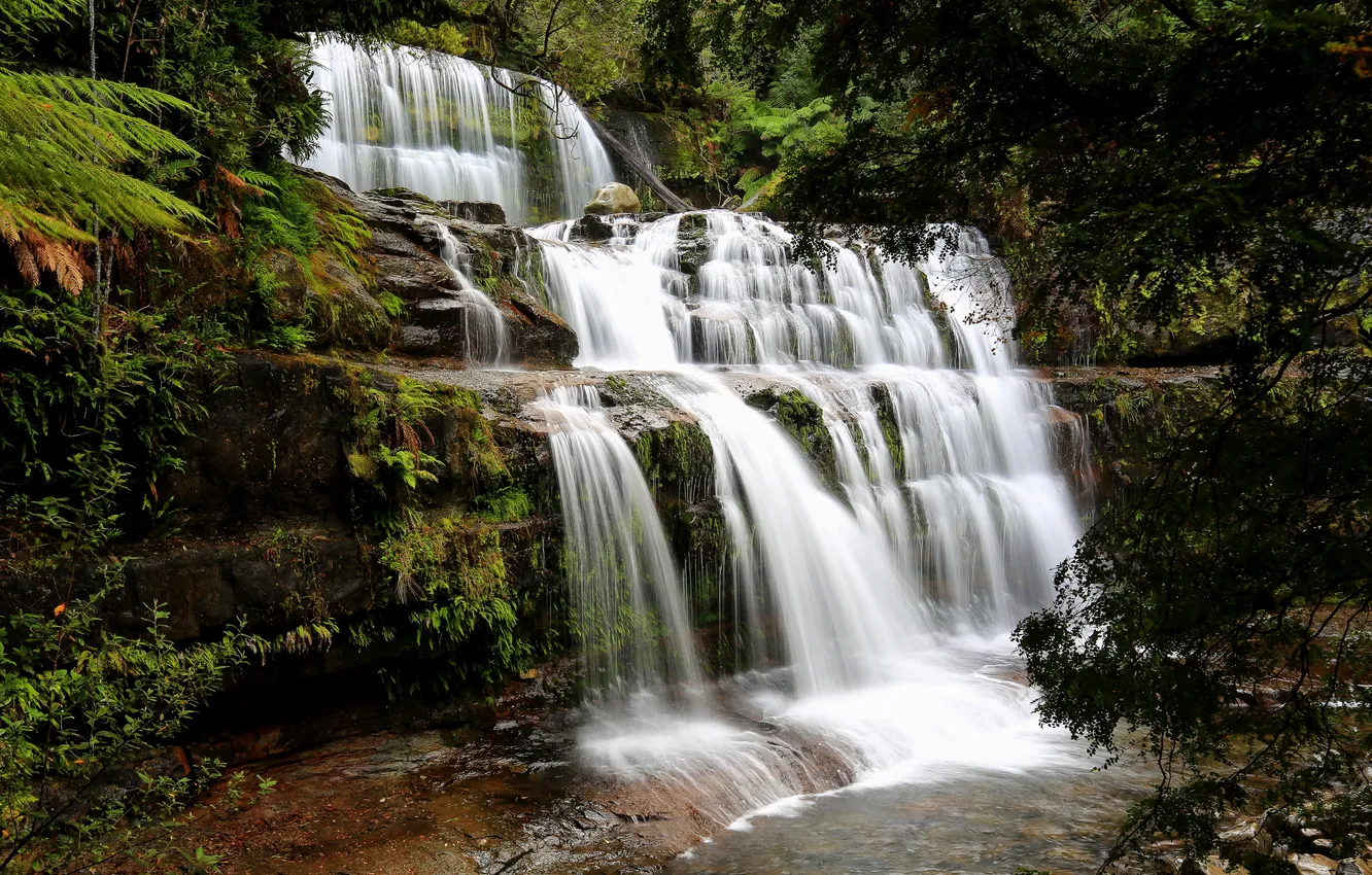 Photo wallpaper forest, stream, stones, waterfall, Australia, thresholds, Tasmania