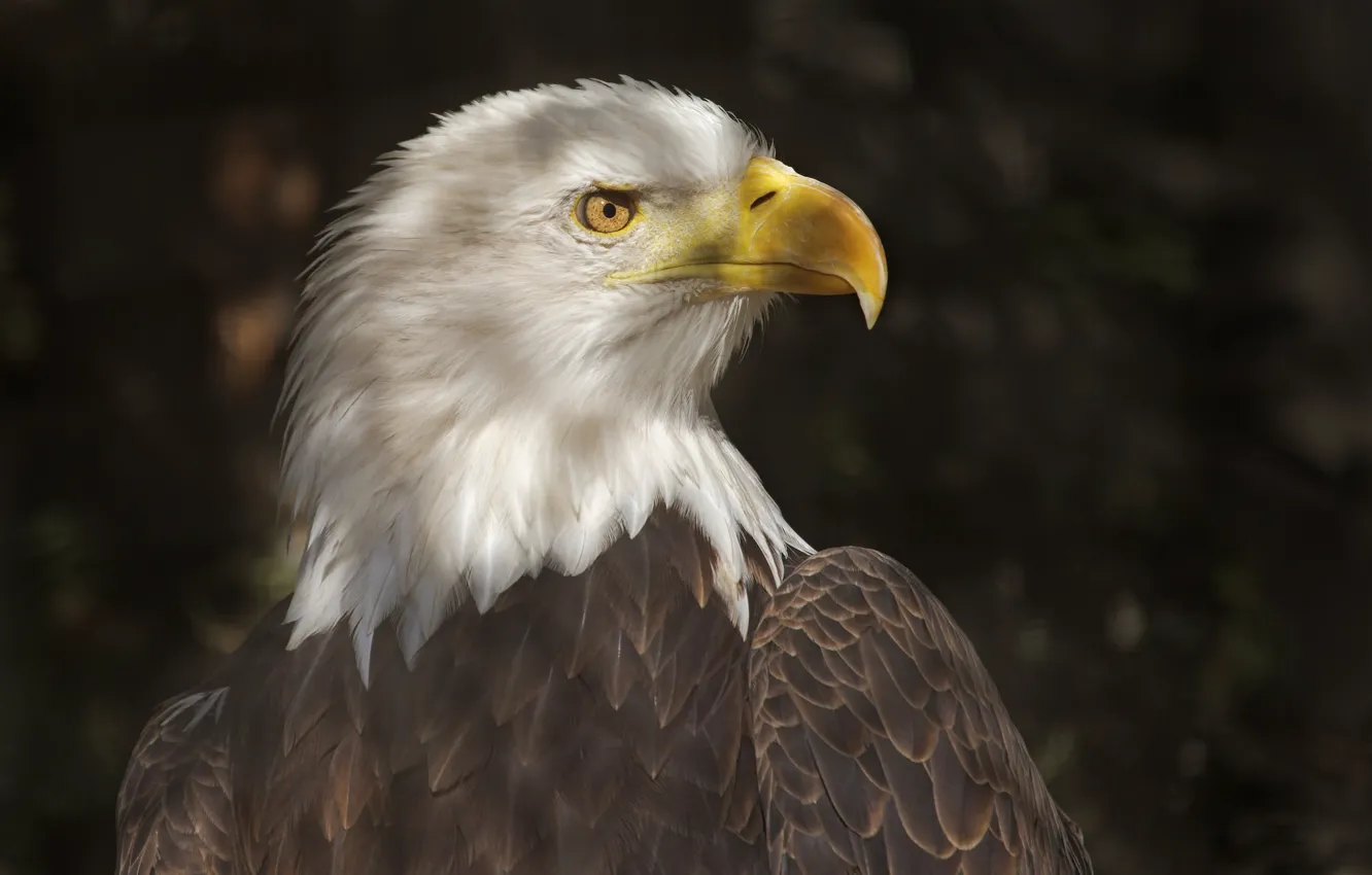 Photo wallpaper light, bird, shadow, predator, beak, profile, tail, bald eagle