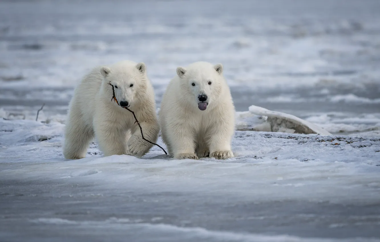 Photo wallpaper ice, bears, a couple, Polar bears, Polar bears