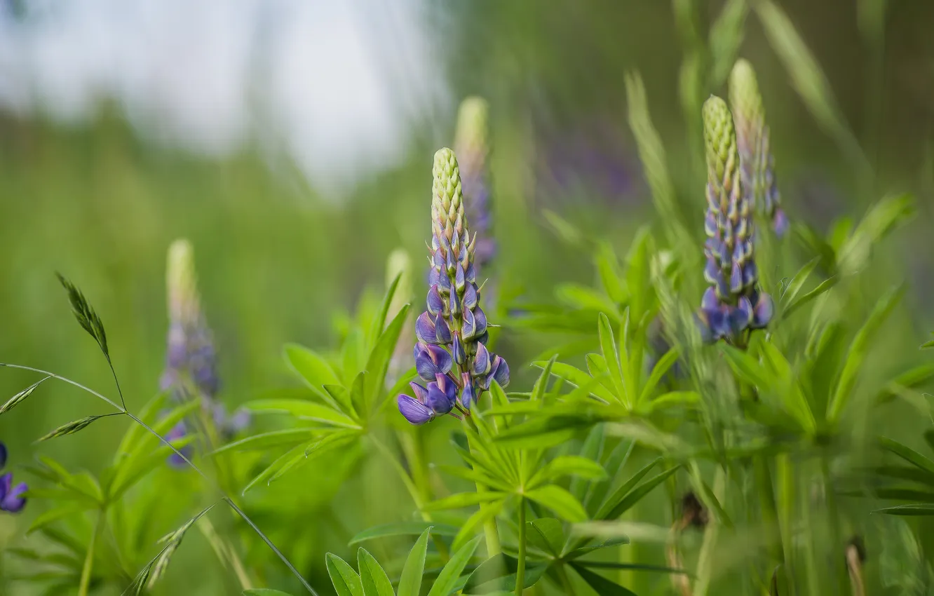 Photo wallpaper summer, grass, nature, bokeh, lupins