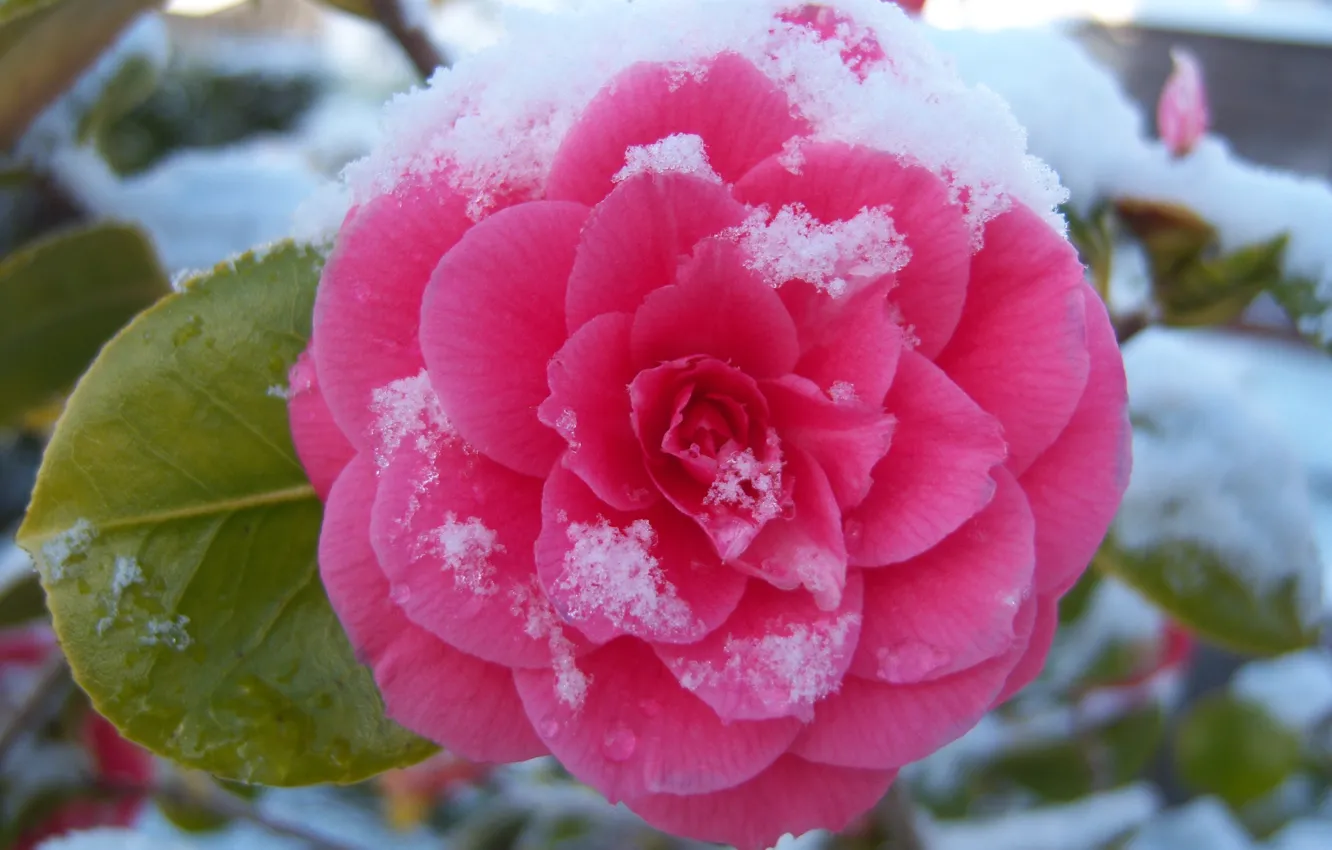 Photo wallpaper snow, flowers, casting, Camellia