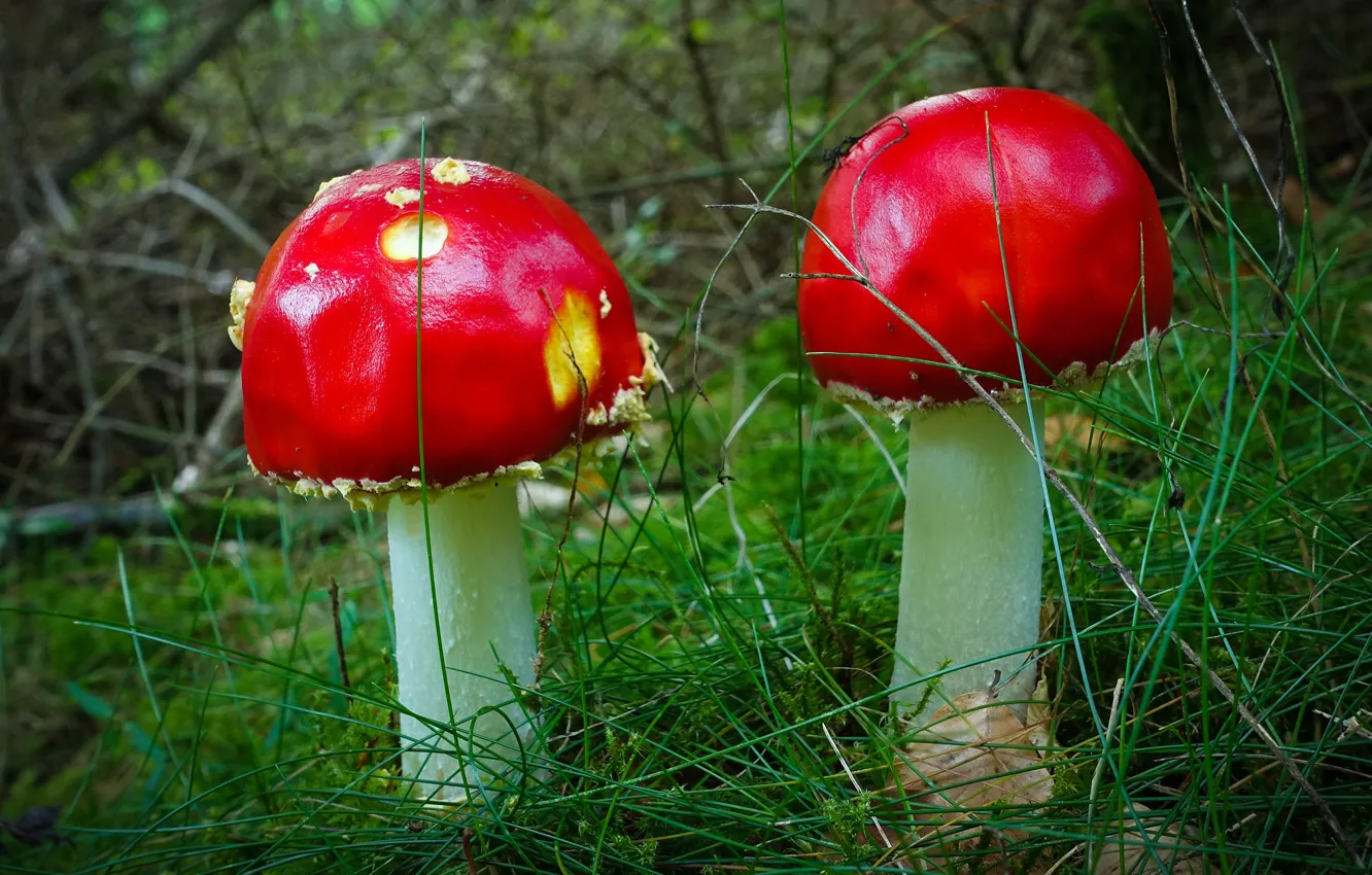 Photo wallpaper mushrooms, mushroom, a couple, Duo