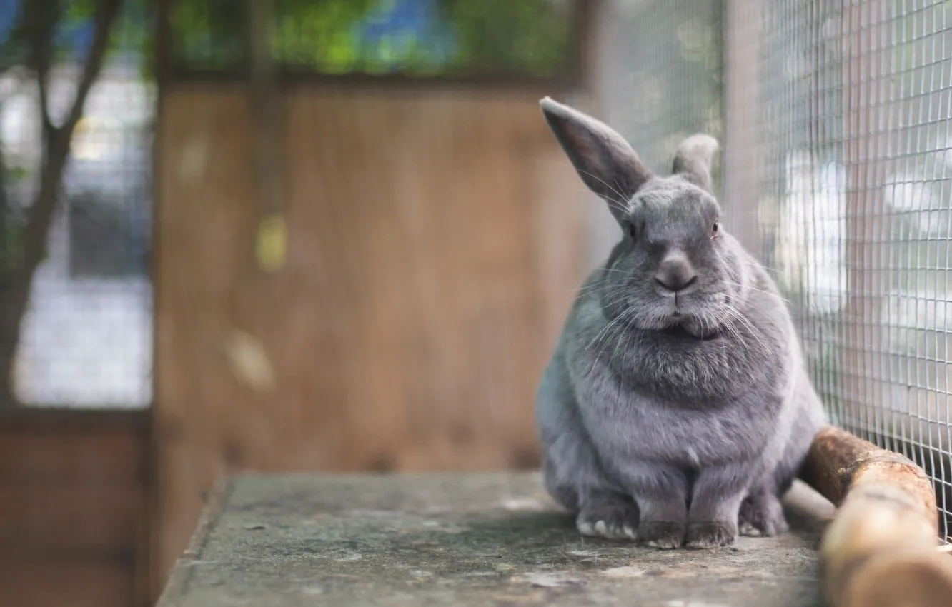 Photo wallpaper rabbit, Eeyore, in a cage