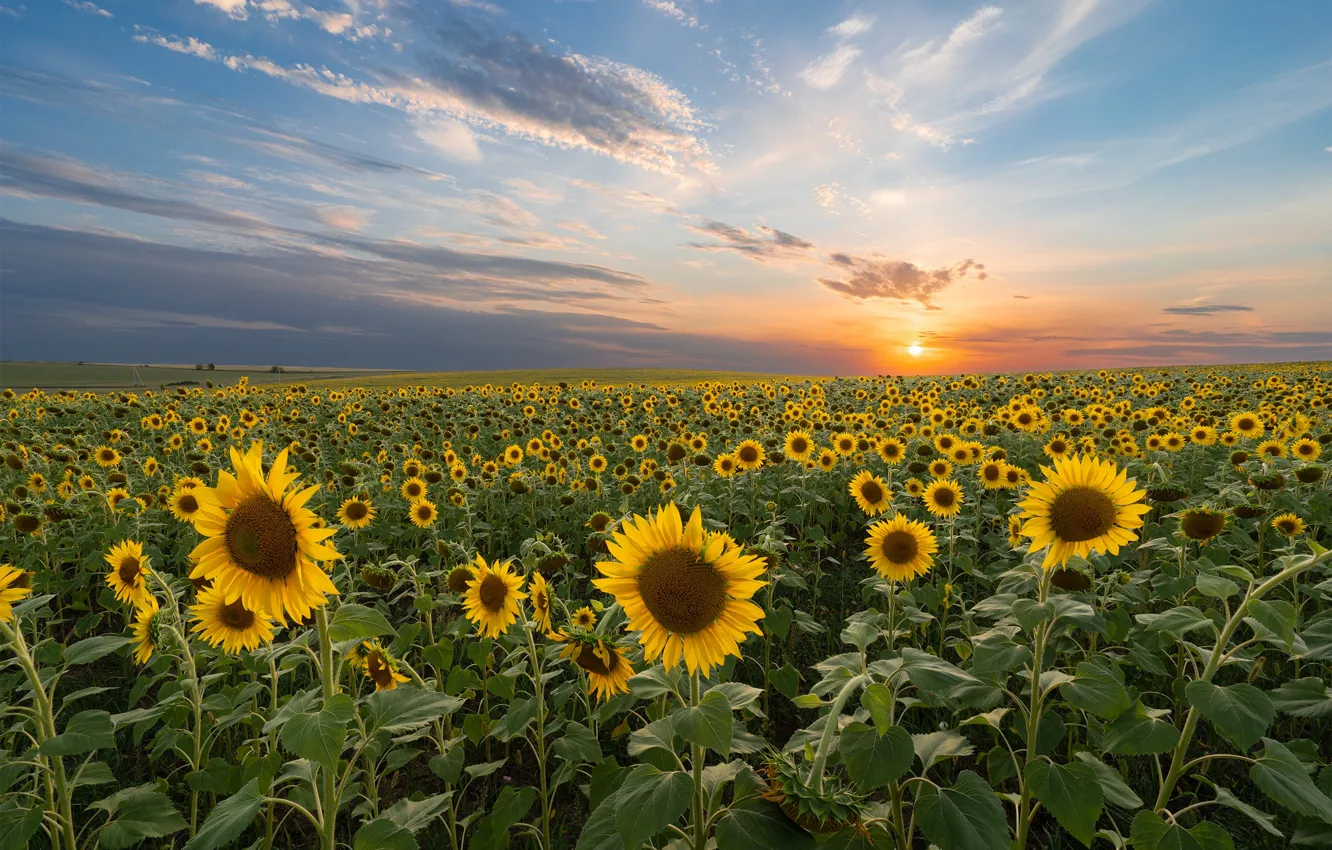 Photo wallpaper field, summer, sunflowers, flowers