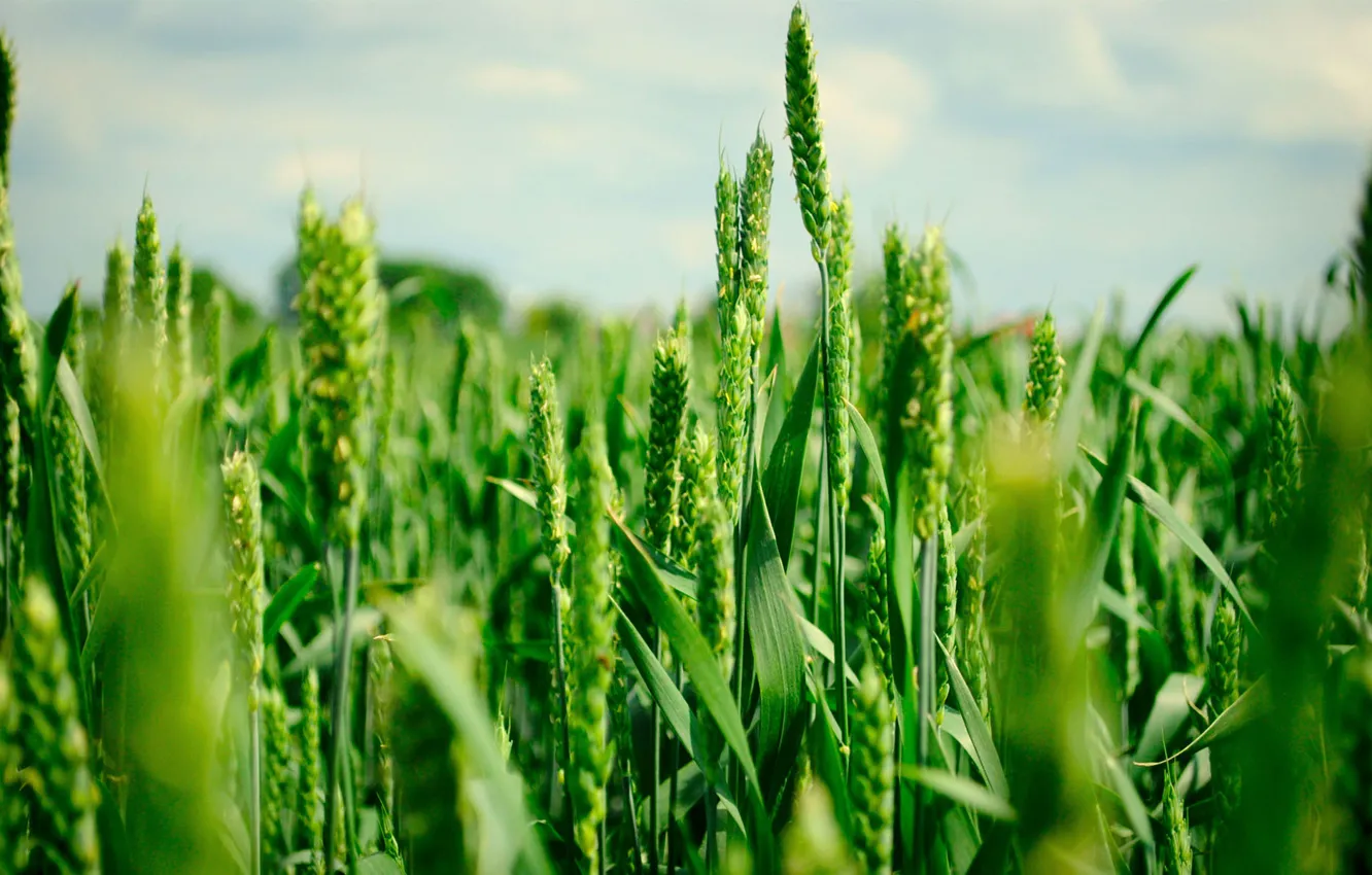 Photo wallpaper wheat, field, summer, green, ears