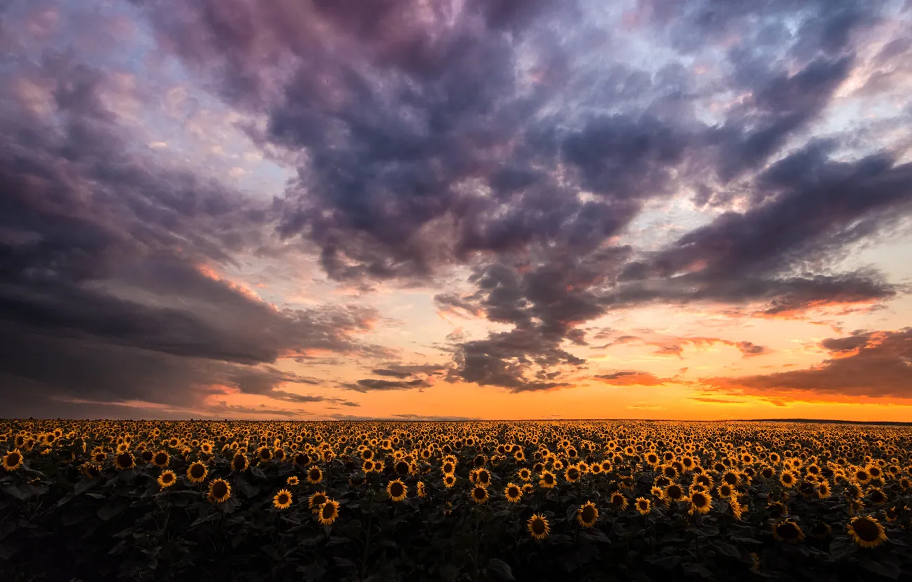 Photo wallpaper field, the sky, sunflowers, clouds, the evening