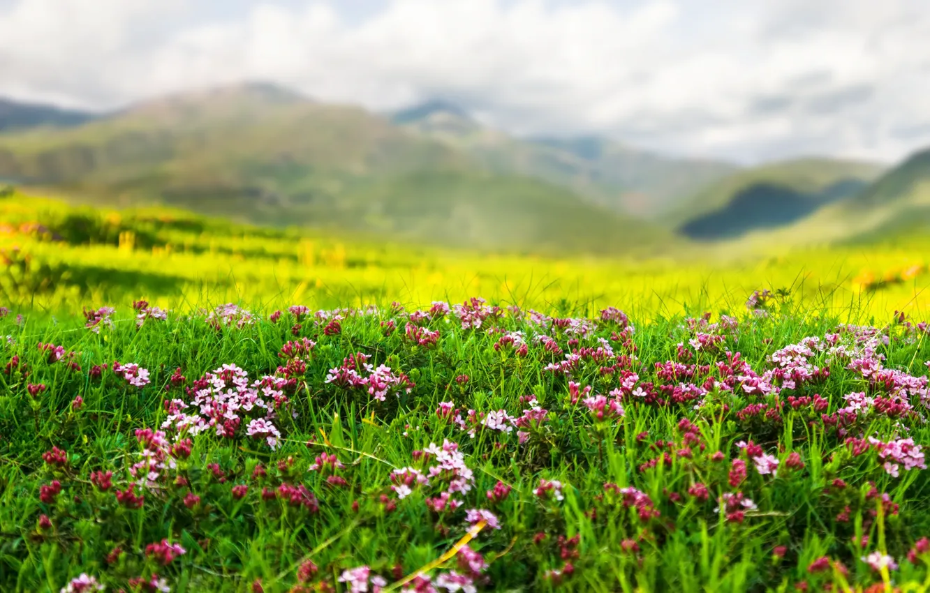 Photo wallpaper landscape, flowers, mountains, nature, spring, weed