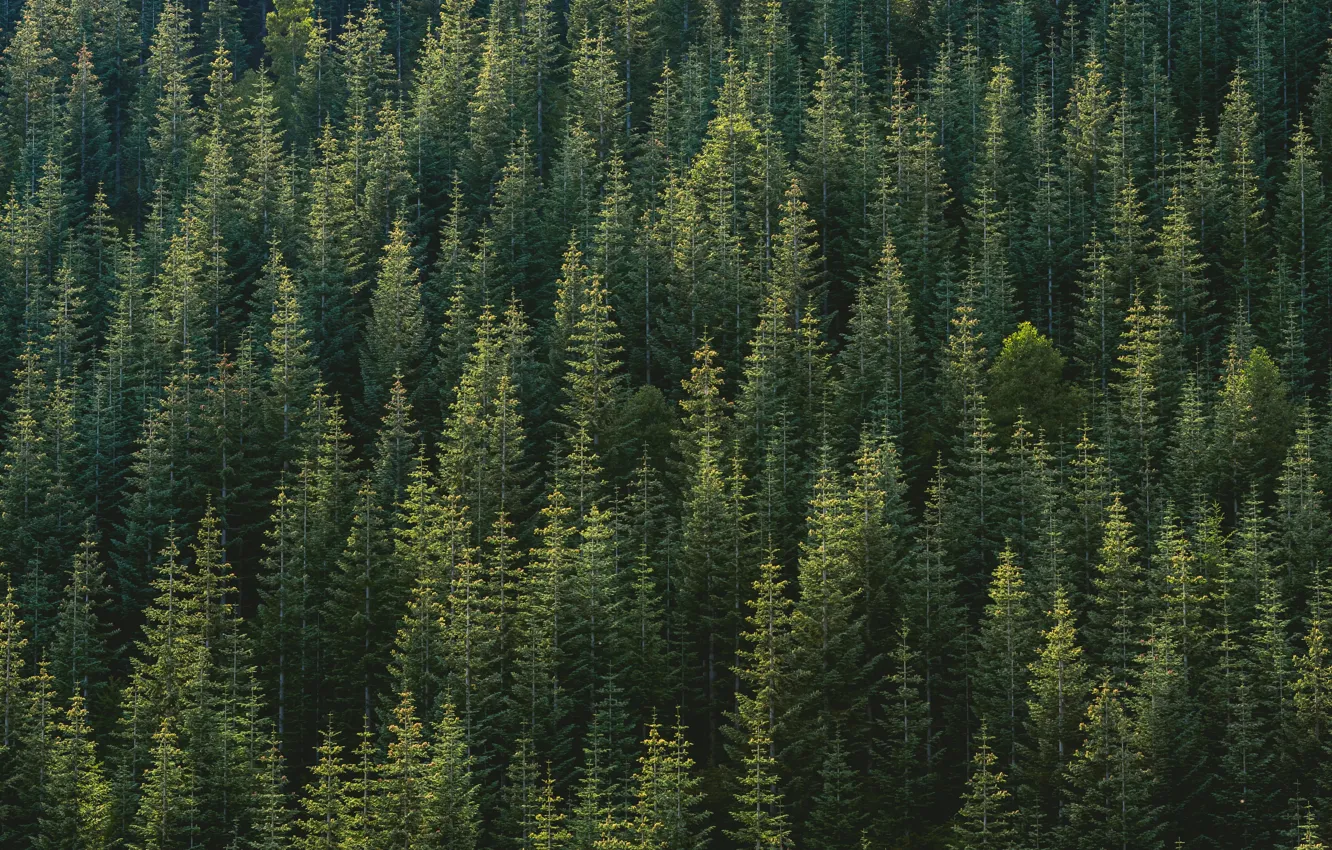 Photo wallpaper forest, trees, nature, forest