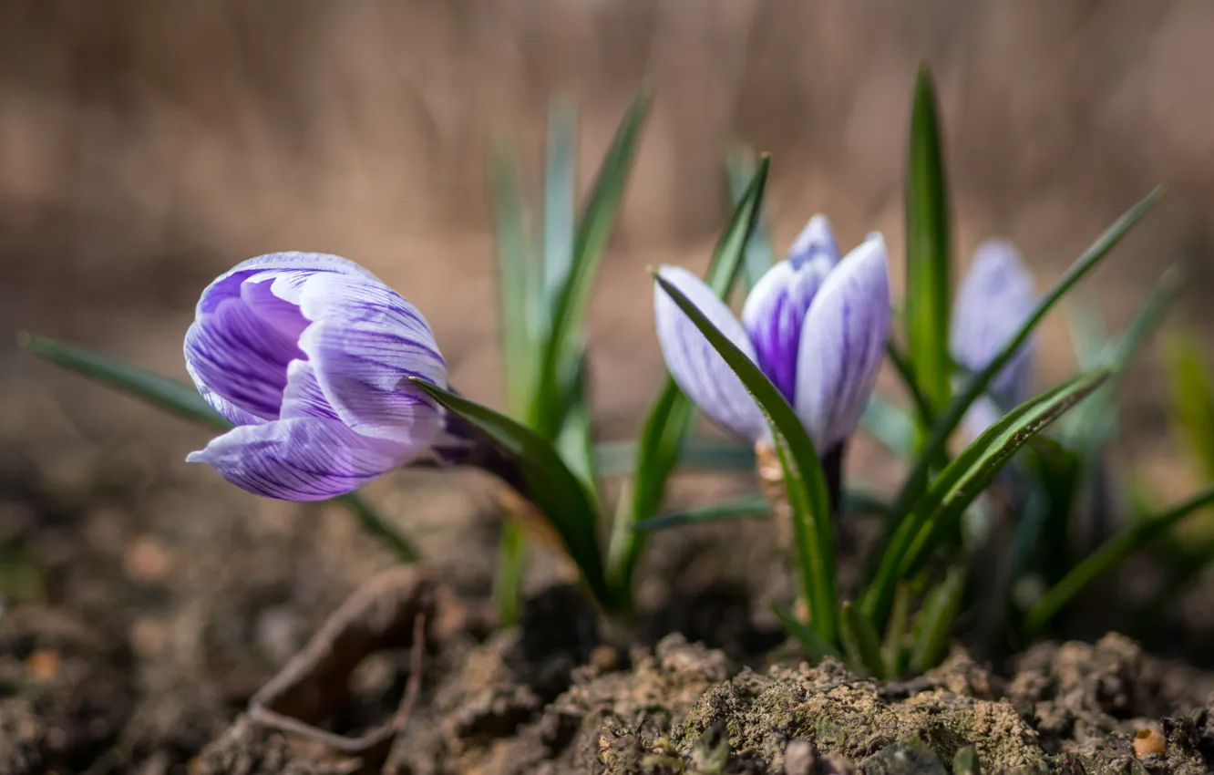 Photo wallpaper flowers, nature, earth, spring, crocuses, primrose