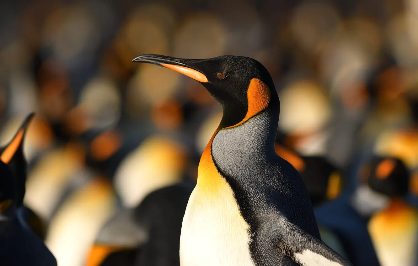 Photo wallpaper bird, portrait, pack, penguins, bokeh, brothers